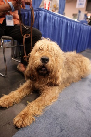 Otterhound - 11