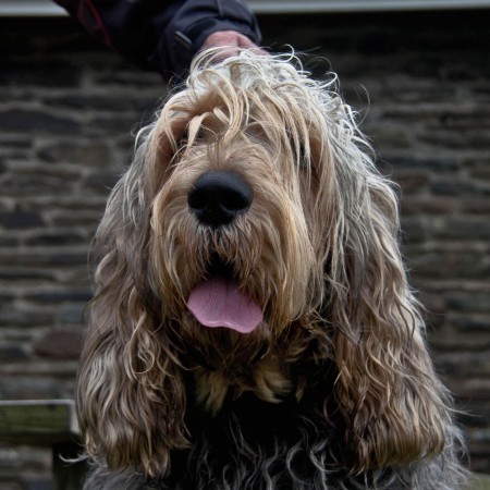 Otterhound - 12