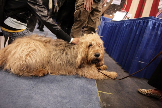 Otterhound - 13