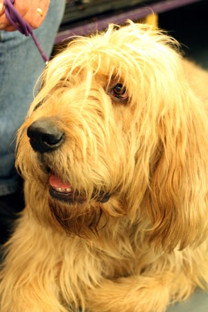 Otterhound - 14